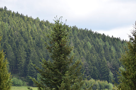 Landscape with large coniferous tree in foreground and dense dark green forest covering the hillside...