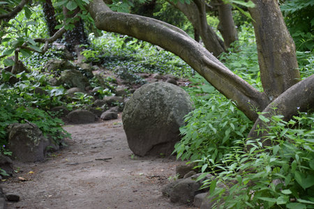 The image shows a path in a woodland area passing by a large stone at a tree base, surrounded by green vegetation.の写真素材