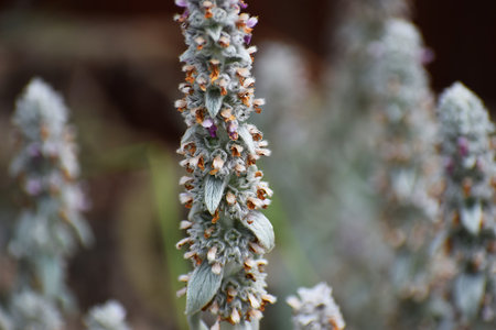 Detailed view of the fuzzy texture and small blooms on a lamb's ear plant stalk, showing its unique...