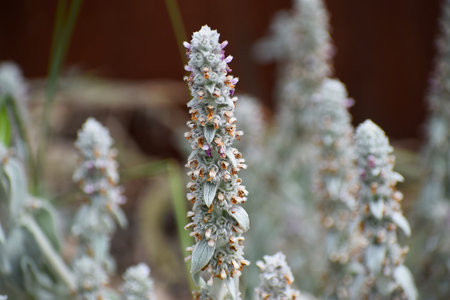 Detailed view of fuzzy lamb's ear plant spikes showcasing their unique texture and delicate blooms...