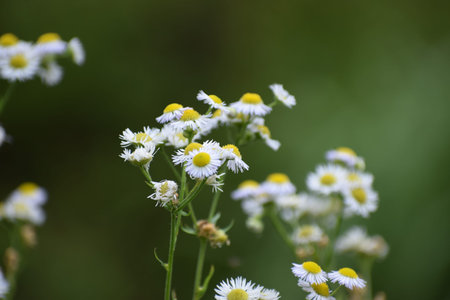 A cluster of small white wildflowers with bright yellow centers are captured in close-up against a...