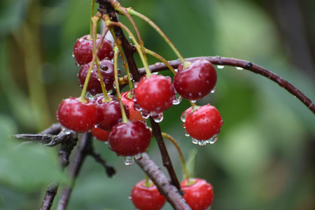 Close-up view of ripe, juicy cherries covered in water droplets, hanging from a dark branch with a...