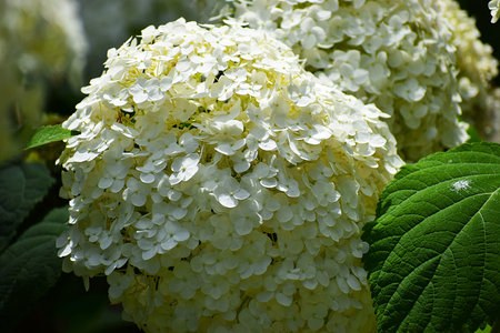 Delicate white hydrangea florets form a dense, conical bloom surrounded by lush green foliage on a...