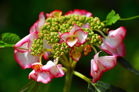 Close-up view of a cluster of lacecap hydrangea blossoms featuring delicate pink edges and white...