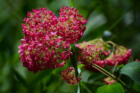 Detailed view of a cluster of small, deep pink hydrangea florets with delicate petals and stems, set...