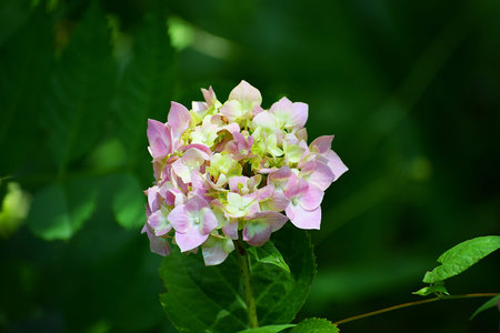 A close-up view of a blooming hydrangea flower with soft pink and green petals set against a blurred...