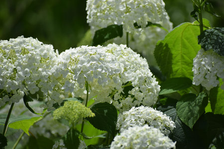 Close-up view of abundant white hydrangea blossoms and green leaves bathed in dappled sunlight,...