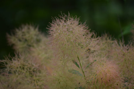 Close-up view of a blooming smoke bush plant showcasing its ethereal, wispy inflorescences against a...