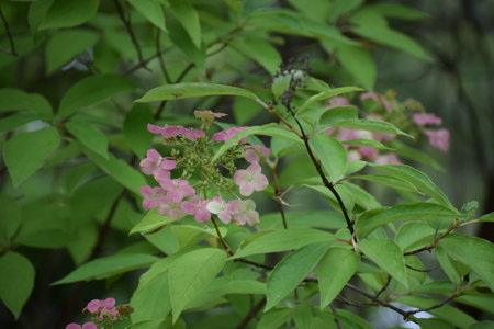 Close-up view of a flowering hydrangea bush with clusters of small pink blossoms and vibrant green...