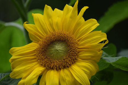 A close-up view of a bright yellow sunflower with detailed petals and a textured center, set against...