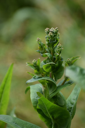 A close-up view of a vibrant green plant featuring tightly clustered, unopened flower buds at its...