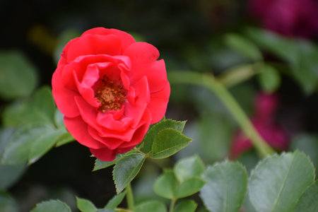 A close-up view of a single, bright red rose with intricate petal layers and visible stamens, set...