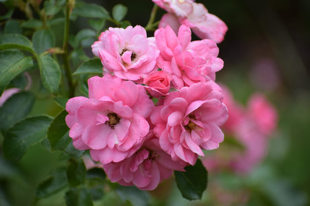 A cluster of soft pink roses with green foliage in the background, capturing the essence of a blooming garden in springtimeの写真素材