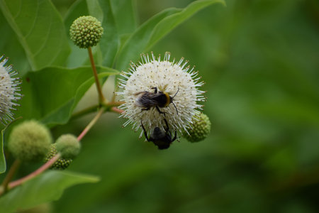 A close-up view of two insects, a bumblebee and a beetle, actively engaged in pollinating a delicate...