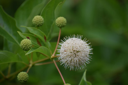 A detailed view of a blooming white buttonbush flower, showing its delicate stamens and surrounded...