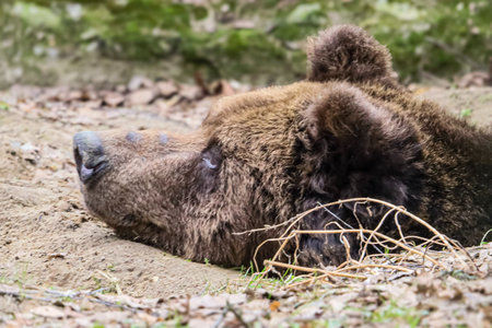 A brown bear's furry head is nestled into the earth, its snout and closed eye visible amidst dry...