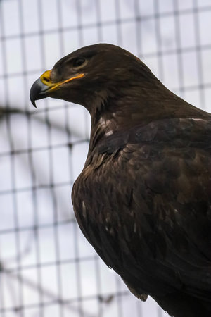 A detailed view of a large raptor's head and upper body, showing its dark feathers and powerful...