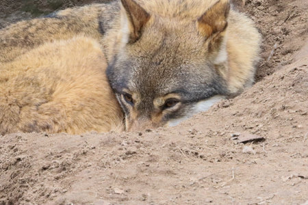 A wild wolf is curled up in its natural habitat, peeking out from a dirt burrow with its intelligent...