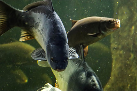 A group of carp are swimming in a dark, greenish aquatic environment, with one fish prominently in...
