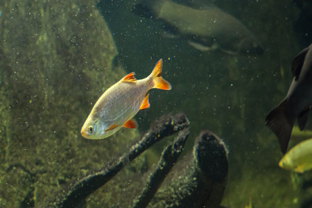 A small, silver fish with orange fins glides through dark, aquatic vegetation, with larger, shadowy...