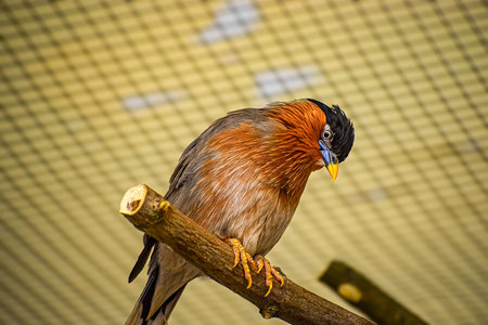 A detailed view of a Chestnut-tailed Starling showing its vibrant plumage and distinctive crest while resting on a wooden perchの写真素材