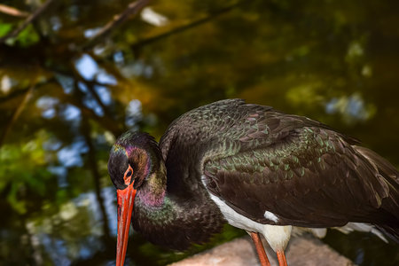 A detailed view of a black stork showcasing its vibrant plumage and distinctive beak, set against a blurred natural backdrop of water and foliageの写真素材