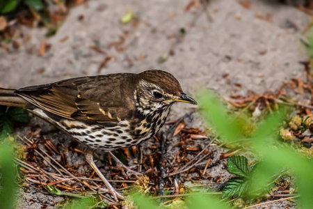 A detailed view of a song thrush bird with its characteristic spotted breast standing on the ground...