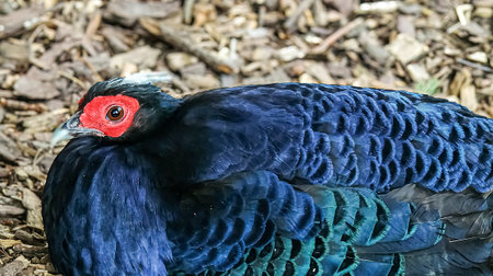 A detailed view of a dark blue pheasant bird showcasing its vibrant red eye patch and iridescent blue-green feathers against a natural, earthy backgroundの写真素材