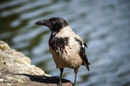 This close-up shot captures a hooded crow perched on a textured rock with a blurred body of water in...