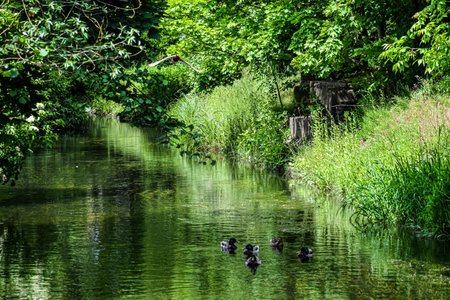 A flock of mallard ducks glides peacefully through a serene, sun-dappled waterway bordered by...