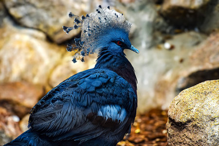 This stunning bird, known for its regal appearance, showcases iridescent blue feathers and a unique fan-like crestの写真素材