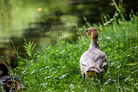 A mother duck with distinctive crest stands alert on a lush green bank dotted with small white flowers, while a duckling peeks out from the grass nearbyの写真素材