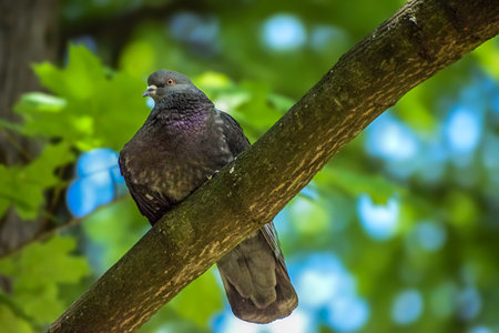 A common pigeon rests on a textured tree limb, its iridescent neck feathers catching the light against a blurred backdrop of vibrant green leaves and skyの写真素材