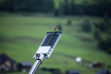 A single small bird rests on the edge of a contemporary street light fixture, overlooking a...