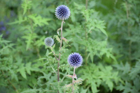 Three spherical blue globe thistle flowers are in focus against a soft background of green foliage,...