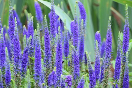 A dense cluster of tall, spiky purple veronica flowers with green foliage in the background,...