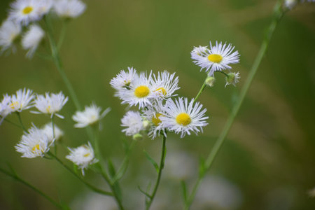 A cluster of small white wildflowers with bright yellow centers are in full bloom, set against a...