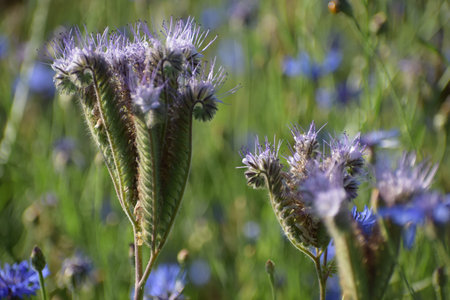 Detailed view of fuzzy green stems topped with clusters of wispy purple blossoms, set against a...