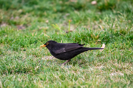 A male blackbird with its distinctive yellow beak and eye ring is foraging in the lush green grass