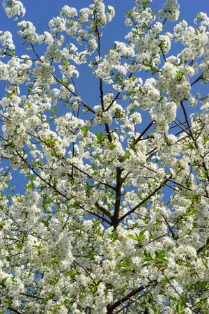 Blooming cherry tree against the blue sky.の写真素材