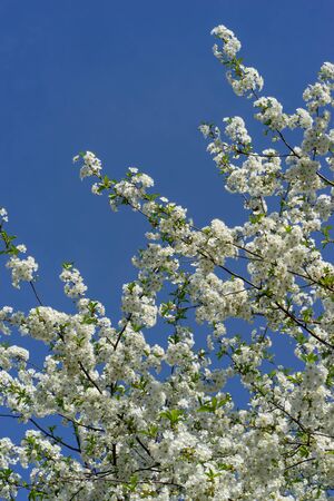 Blooming cherry tree against the blue sky.の写真素材