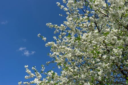 Blooming cherry tree against the blue sky.の写真素材