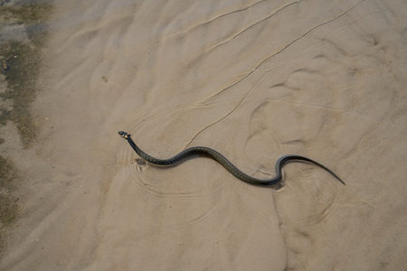 Not a venomous dark green snake (grass-snake), with yellow spots on its head, swims on transparent water. The grass snake (Natrix), sometimes called the ringed snake or water snakeの写真素材