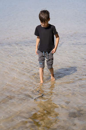 A little boy walks barefoot across the shallows to catch a snake that swims in front of him on the water. A child watches a snake floating in the water.の写真素材