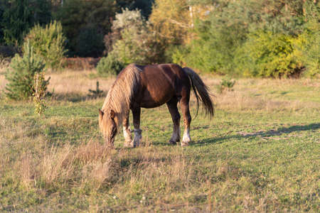 A domestic horse grazes and eats grass in a meadow near the forest on a clear summer dayの写真素材