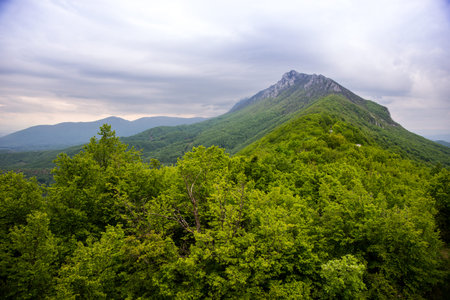 Forest landscape with green trees and grey clouds before storm