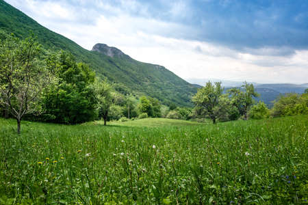 Green vegetation in uninhabited placeの写真素材