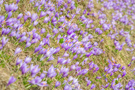 Spring on meadow full of beautiful purple flowers