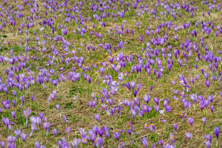 Spring on meadow full of beautiful purple flowersの写真素材