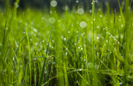 Green grass. Dew drops close-up on fresh green spring grass. The sun. Abstract nature backgroundの写真素材